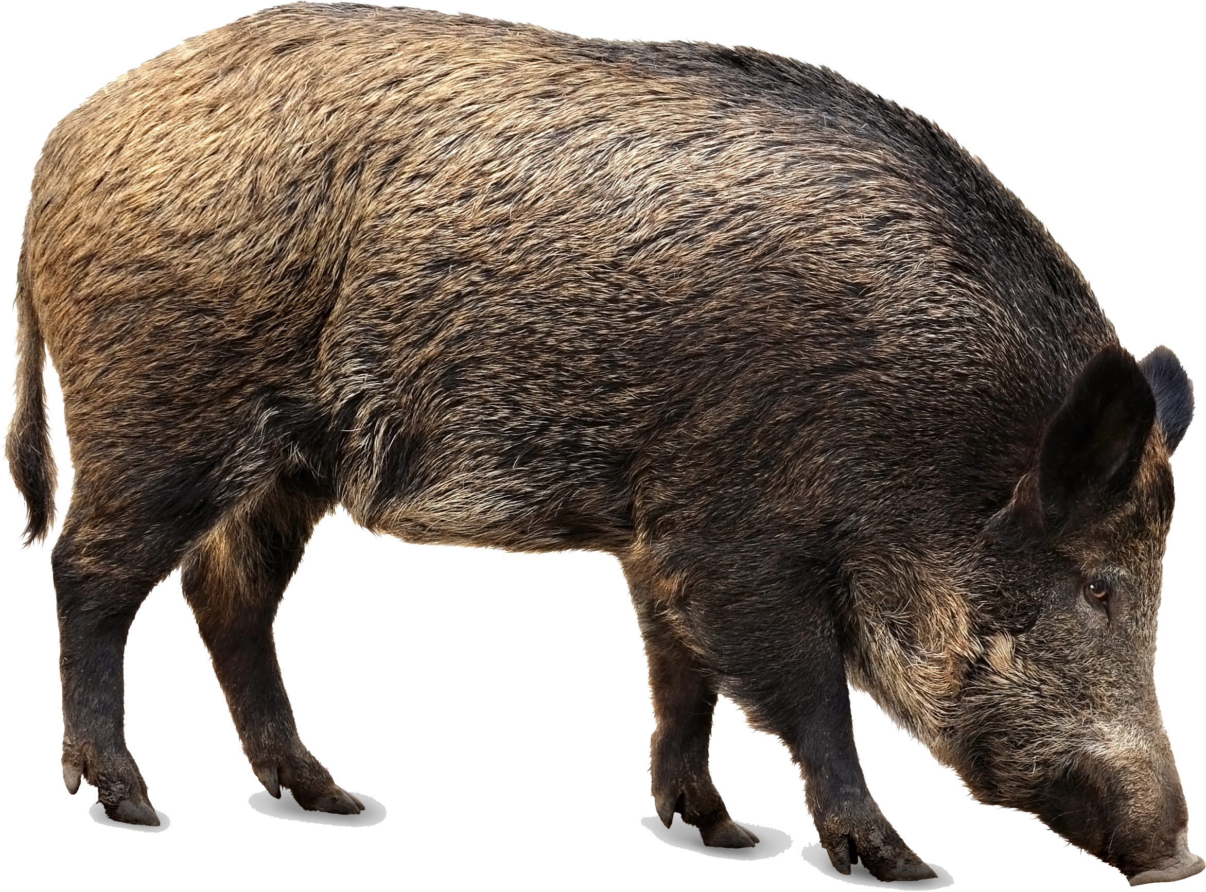Hog